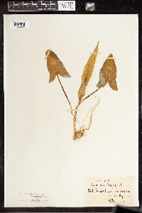 Arum maculatum image