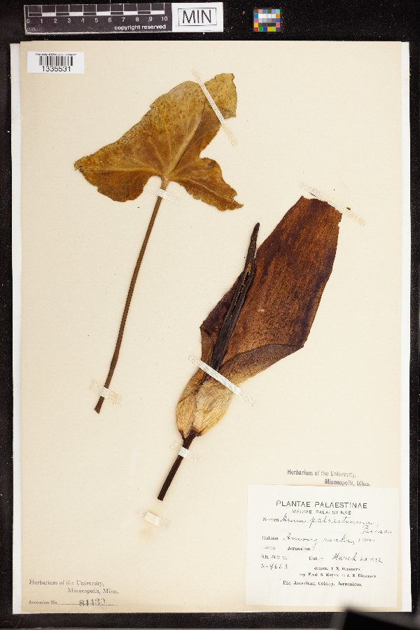 Arum palaestinum image