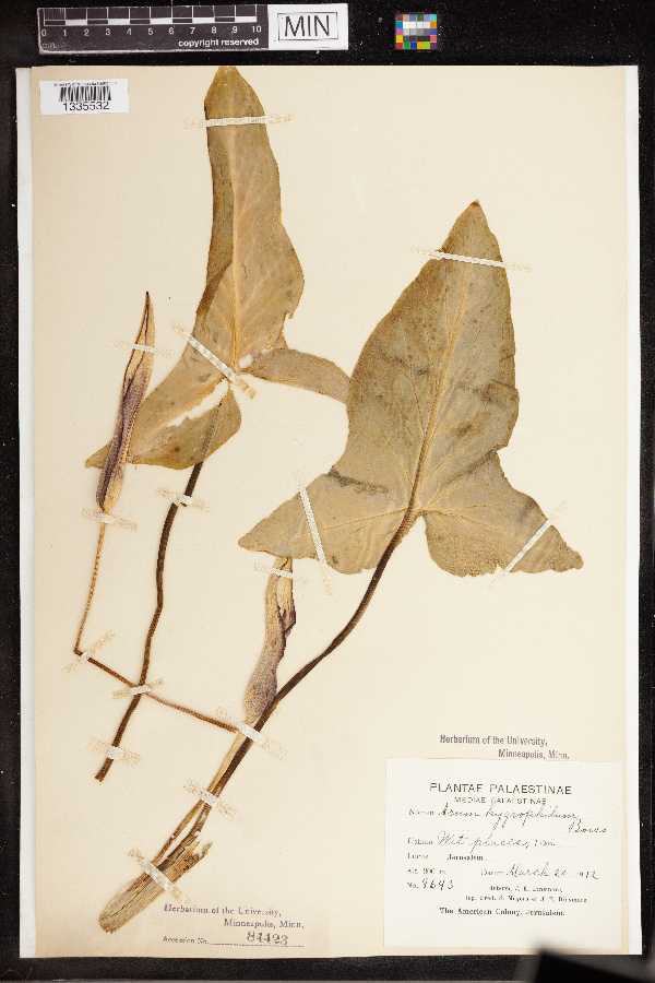 Arum hygrophilum image