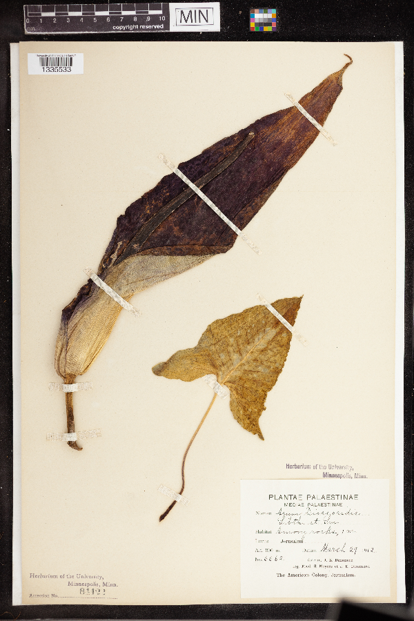 Arum dioscoridis image