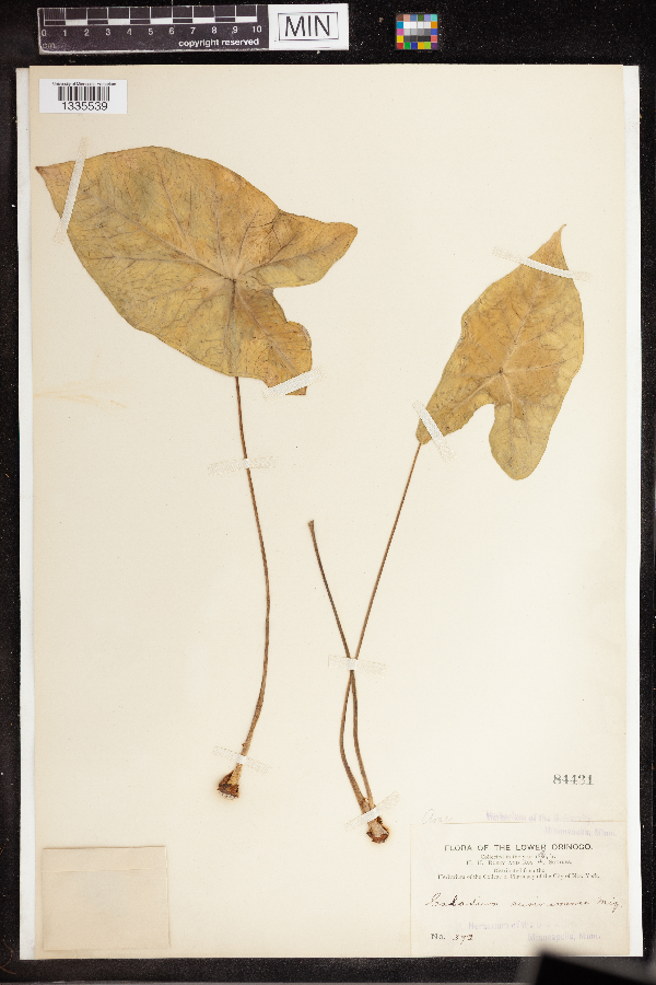 Caladium surinamense image