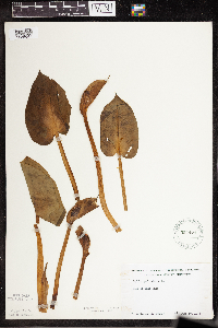 Calla palustris image