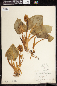 Calla palustris image