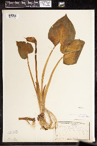 Calla palustris image