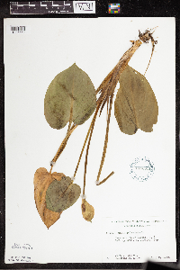 Calla palustris image