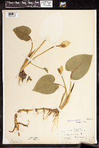 Calla palustris image