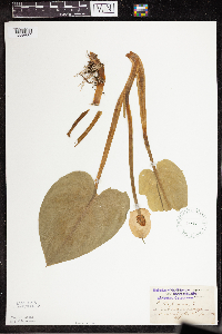 Calla palustris image