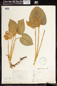 Calla palustris image