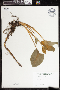 Calla palustris image