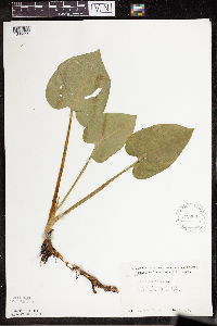 Calla palustris image