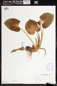 Calla palustris image