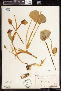 Calla palustris image