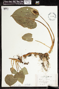 Calla palustris image