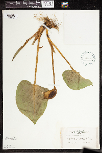 Calla palustris image