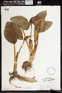 Calla palustris image