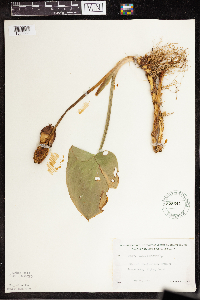 Calla palustris image