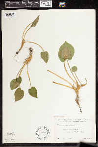 Calla palustris image