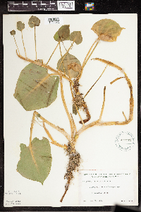 Calla palustris image