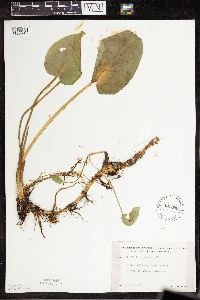 Calla palustris image