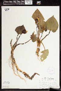 Calla palustris image