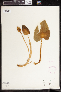 Calla palustris image