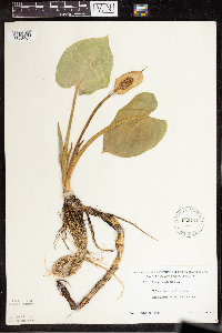 Calla palustris image