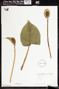 Calla palustris image
