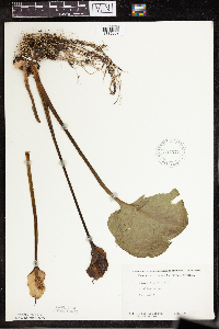 Calla palustris image