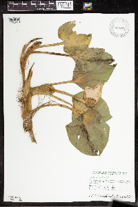 Calla palustris image