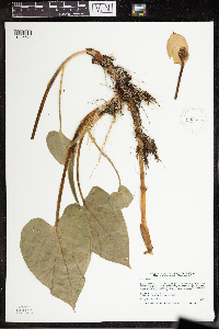 Calla palustris image