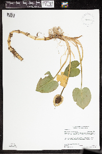 Calla palustris image