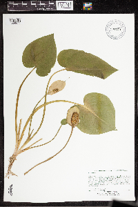 Calla palustris image