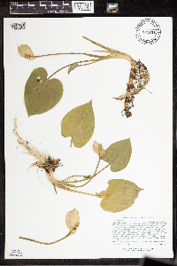 Calla palustris image