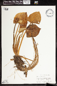 Calla palustris image