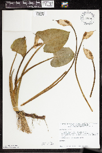 Calla palustris image