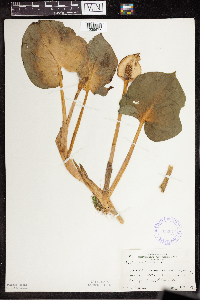 Calla palustris image