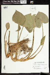 Calla palustris image