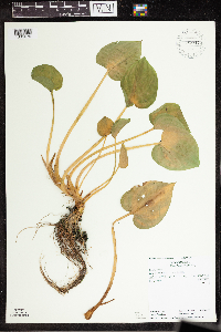 Calla palustris image