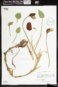 Calla palustris image