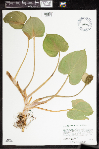 Calla palustris image