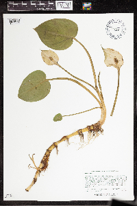 Calla palustris image