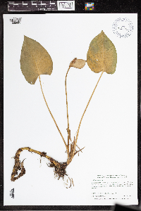 Calla palustris image