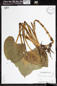 Calla palustris image