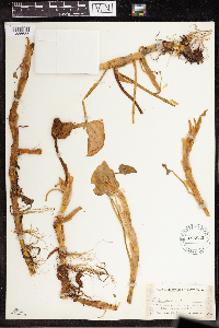 Calla palustris image