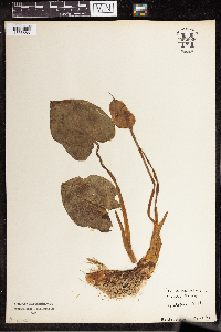 Calla palustris image