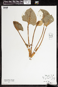 Calla palustris image