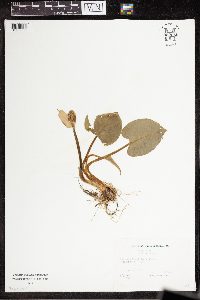 Calla palustris image