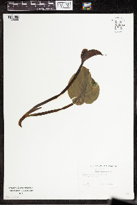 Calla palustris image