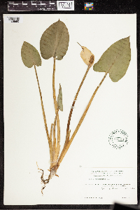 Calla palustris image