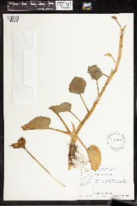 Calla palustris image